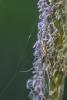 Tetragnatha sp.